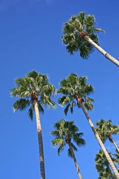 Palm Trees in Florida with Bright Blue Sky