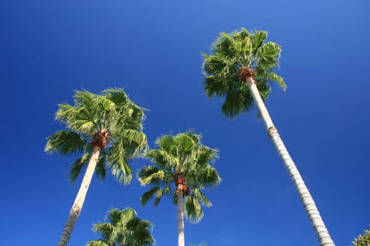 Palm Trees in Florida with Bright Blue Sky