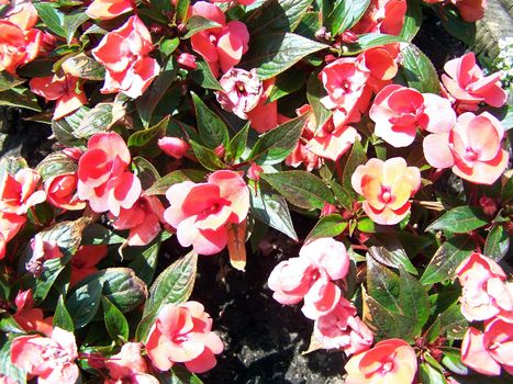 Close up of little red begonia blossoms.