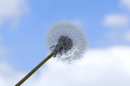 old dandelion over blue sky with clouds