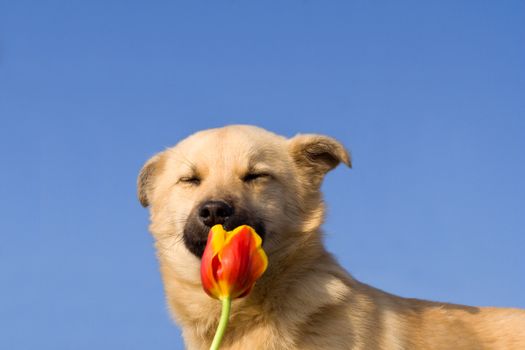 close-up front view puppy dog close eyes and smelling tulip, against blue sky background