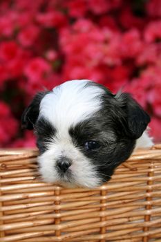 A cute Shih Tzu puppy in a basket outside on a Spring day with an Azalea bush as the background.