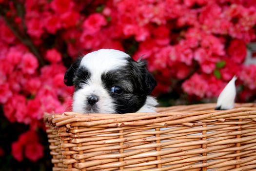 A cute Shih Tzu puppy in a basket with an Azalea as the background.