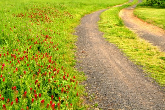 Gravel road with wild flowers growing on the side.