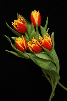 Red tulips on a black background