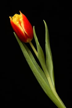 Red tulip on a black background
