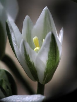 Timber flower, close-up