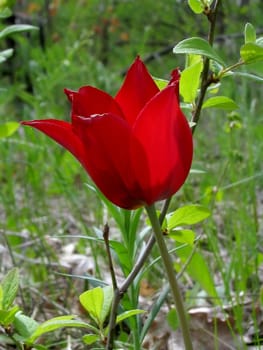 Red timber tulip