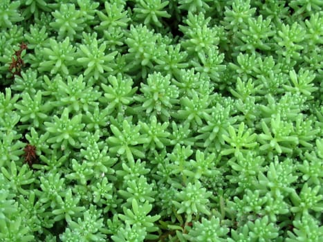 Green decorative moss