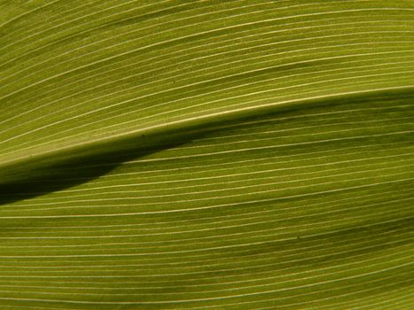 Leaf of the lily of the valley