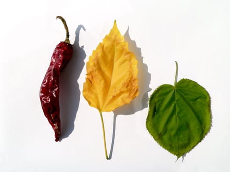Red pepper, yellow and green leafs on white background