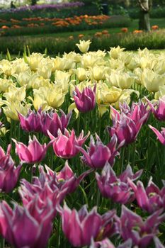 Pretty tulips at the keukenhof