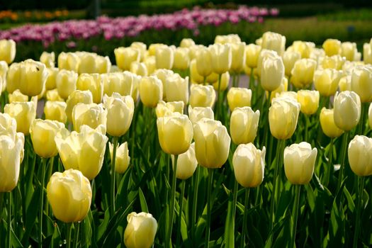 Field of tulips