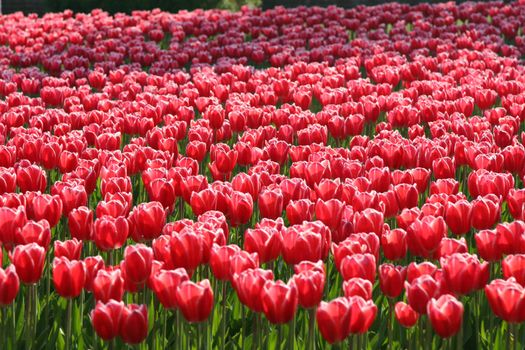 Beautiful field of red tulips