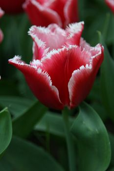 Beautiful tulip in closeup