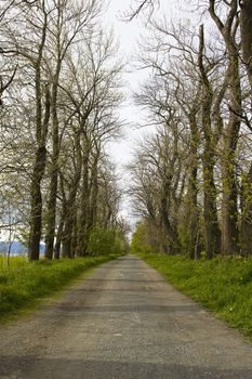 An avenue in Trondheim with high, old trees covering it. 