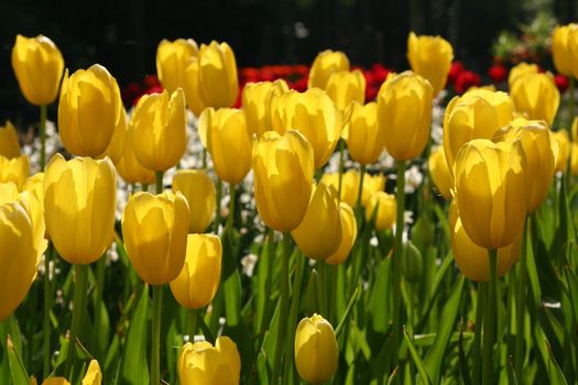 Beautiful yellow tulips