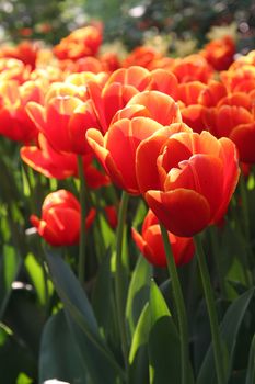 Beautiful tulips