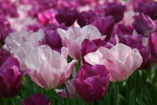 Pink and purple tulips