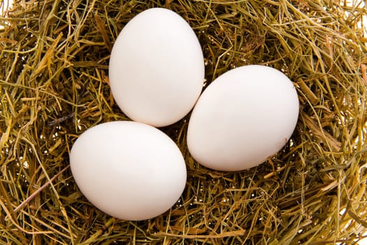 Three chicken white eggs in a nest from a dry grass close up
