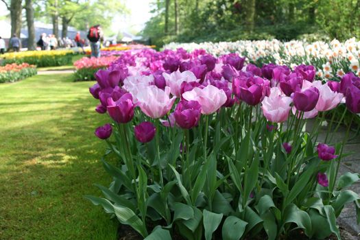 Field of purple and pink tulips