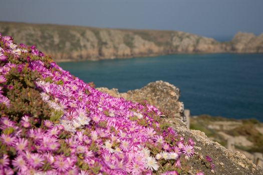 Rock garden with little pink flowers by the seaside with clifs in the background