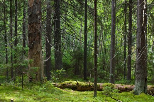 Depths of the softwood forest at summer, Seliger lake, Russia