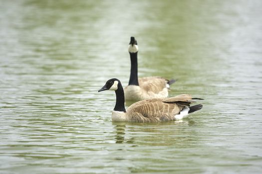 Two Canada geese in a pond