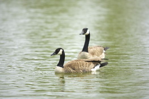 Two Canada geese in a pond