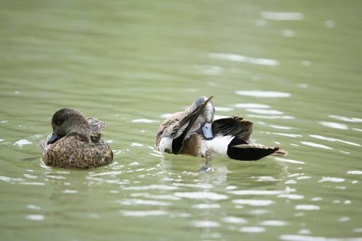 A duck cleans himself while another swims past