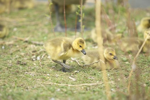 A baby goose walking around looking for food