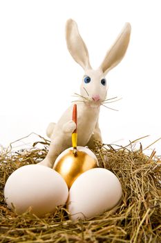 The white rabbit paints egg in gold colour in a nest
