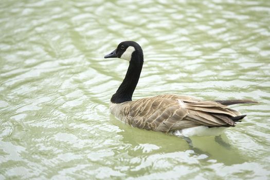 A canada goose in a pond