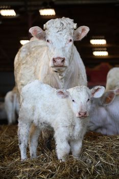 The white cow with calf
