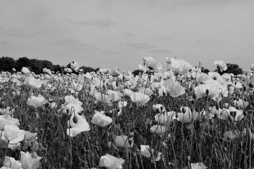 field of poppies in black and white colors 