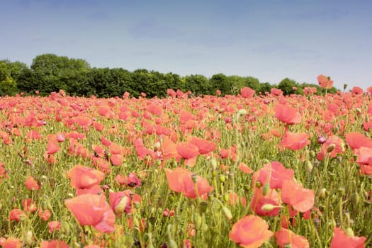 field of poppies in rose color 