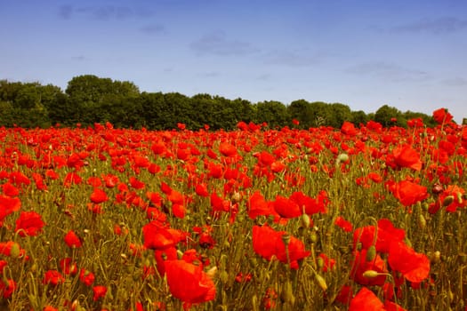 fields of poppies
