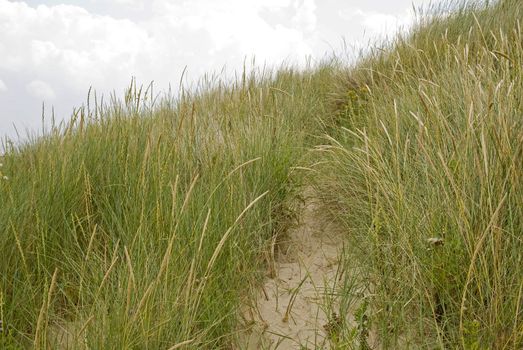 Dunegrass on the dutch coast