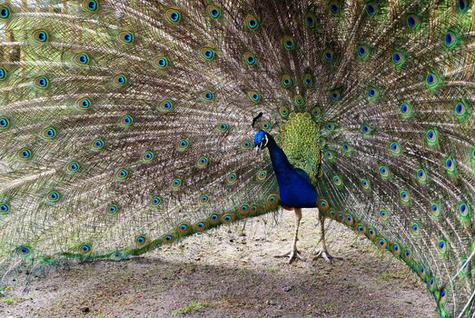 Blue peacock showing its wonderful colored feathers.                  