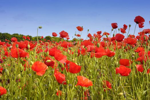 fields of poppies
