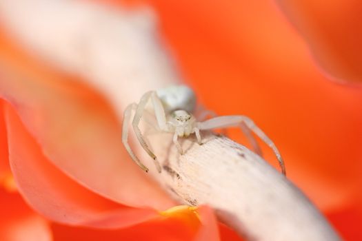 Thomisus white spider on a rose orange