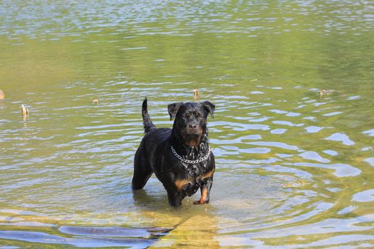 large female rottweiler after playing in water