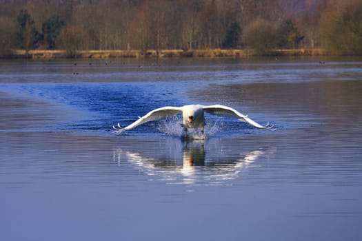 arrival of a large male swan