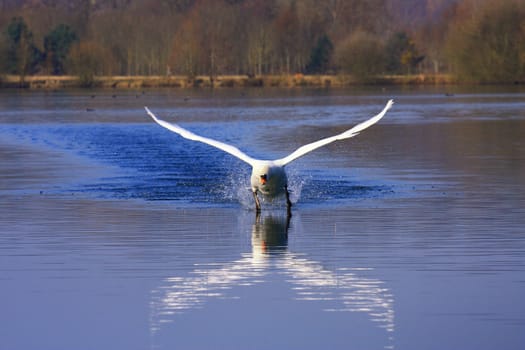 arrival of a large male swan