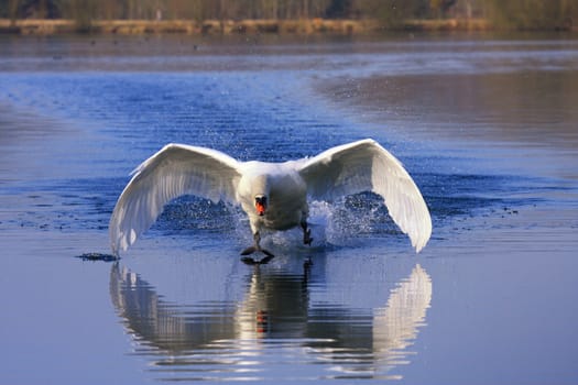 arrival of a large male swan