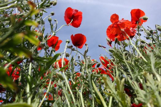 Poppies in perspective against a background of blue sky
