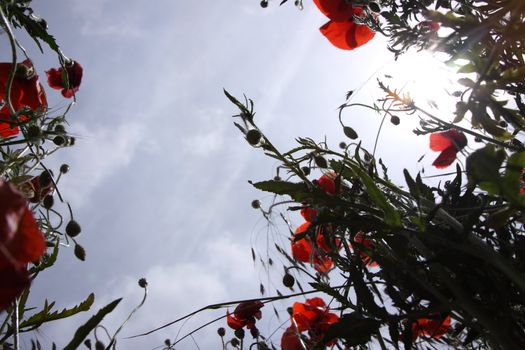 Poppies in perspective against a background of blue sky
