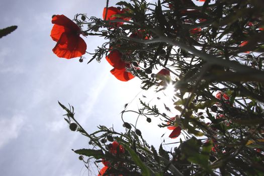 Poppies in perspective against a background of blue sky
