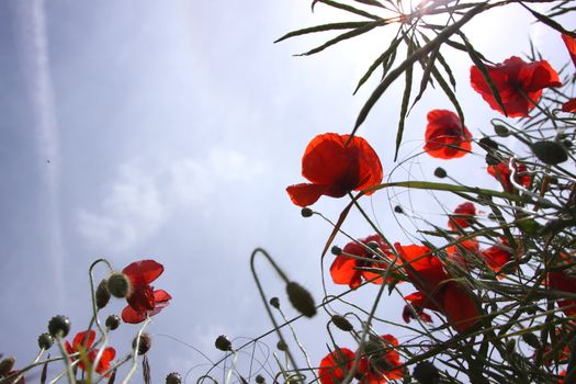 Poppies in perspective against a background of blue sky
