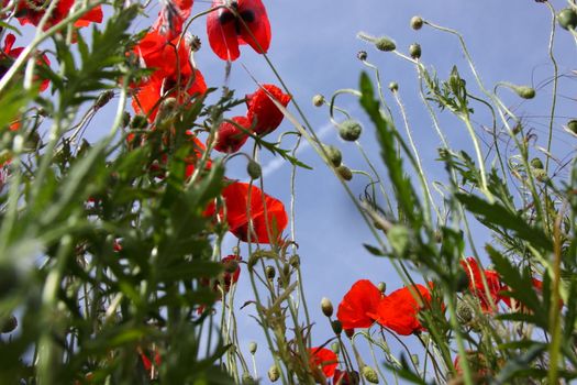 Poppies in perspective against a background of blue sky
